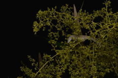 Eurydactylodes vieillardi