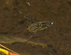 Enithares bergrothi