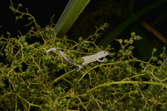Eurydactylodes vieillardi