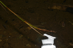Enithares bergrothi