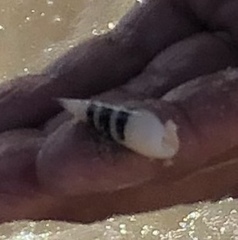 Terebrinae