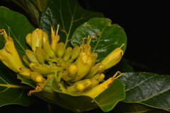 Deplanchea sessilifolia