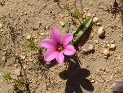 Moraea versicolor