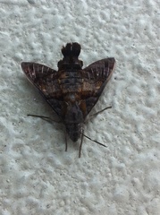 Macroglossum divergens