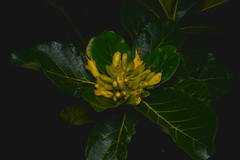 Deplanchea sessilifolia