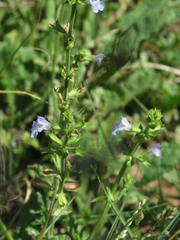 Salvia disermas