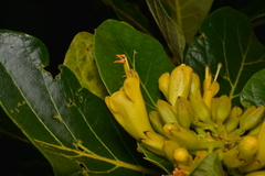 Deplanchea sessilifolia