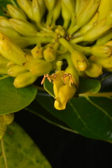 Deplanchea sessilifolia