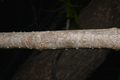 Deplanchea sessilifolia