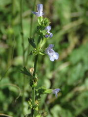 Salvia disermas