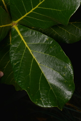 Deplanchea sessilifolia