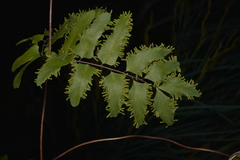 Lygodium reticulatum