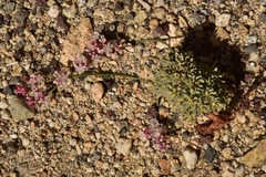 Eriogonum wrightii subscaposum