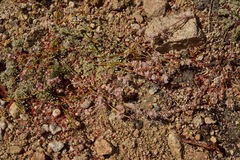 Eriogonum wrightii subscaposum