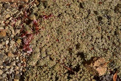 Eriogonum wrightii subscaposum