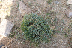 Oxytropis tragacanthoides