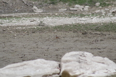 Charadrius vociferus