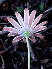 Dimorphotheca zeyheri