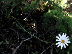 Dimorphotheca zeyheri