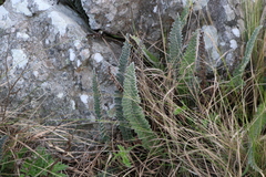 Pleopeltis lepidopteris
