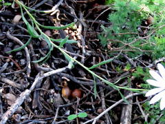 Dimorphotheca zeyheri