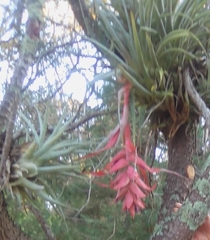 Tillandsia violacea