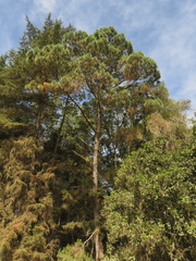 Pinus maximinoi