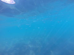 Atherinops affinis