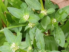 Spermacoce mauritiana