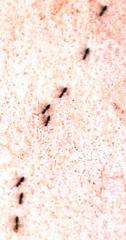 Technomyrmex pallipes