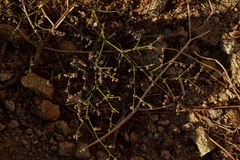 Eriogonum deflexum deflexum