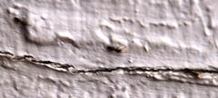 Technomyrmex pallipes