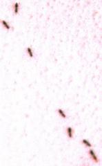 Technomyrmex pallipes
