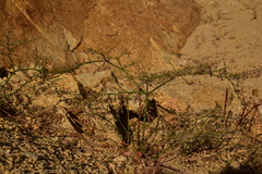 Eriogonum deflexum deflexum