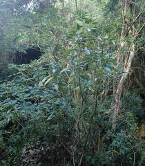 Solanum giganteum