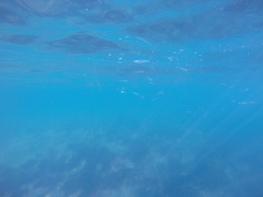 Atherinops affinis