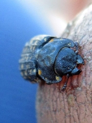 Leperina seposita