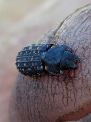 Leperina seposita