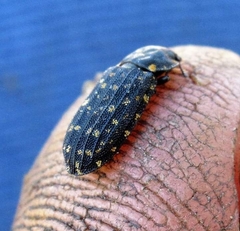Leperina seposita