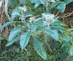 Solanum giganteum