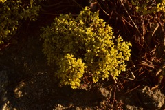 Eriogonum microtheca ambiguum