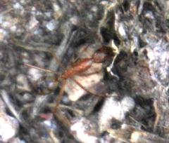 Camponotus maculatus