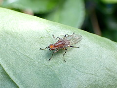 Tapeigaster annulipes