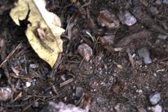 Camponotus maculatus