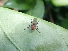 Tapeigaster annulipes