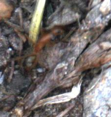 Camponotus maculatus