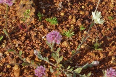 Ptilotus helipteroides