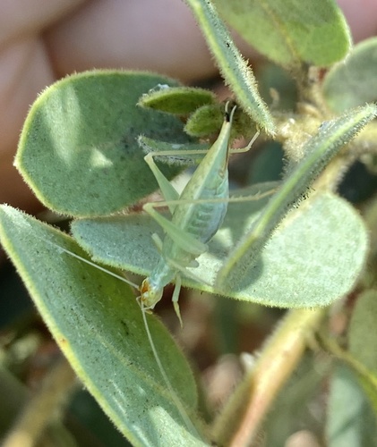 iNaturalist observation photo of Snowy Tree Cricket
