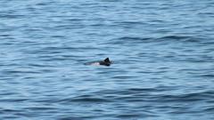 Cephalorhynchus heavisidii