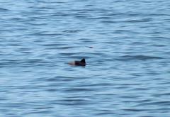 Cephalorhynchus heavisidii